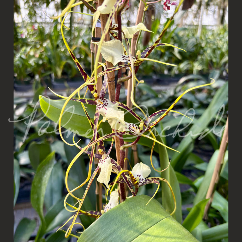 Brsdm. Kenneth Bivin — Palmer Orchids